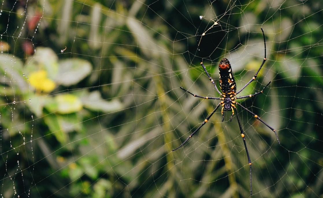 spider.jpg