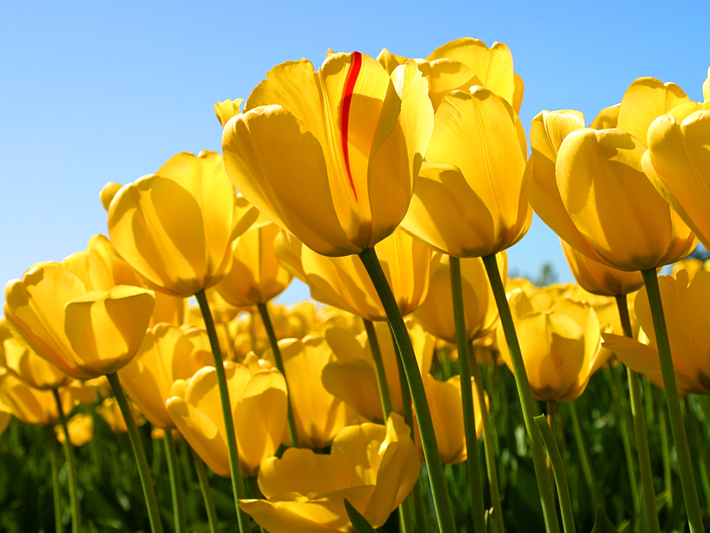 Tulips-(1).jpg Tulips-(1).jpg