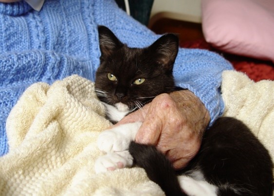 cat being held by an older adult