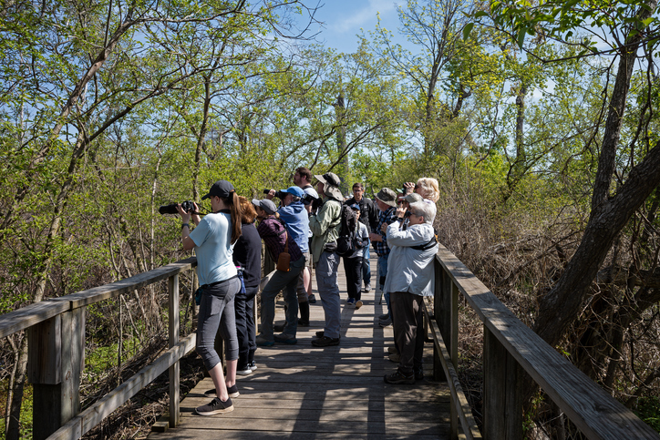 People on a bridge taking pictures in the woods