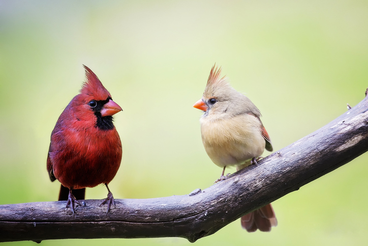 Two birds on a branch